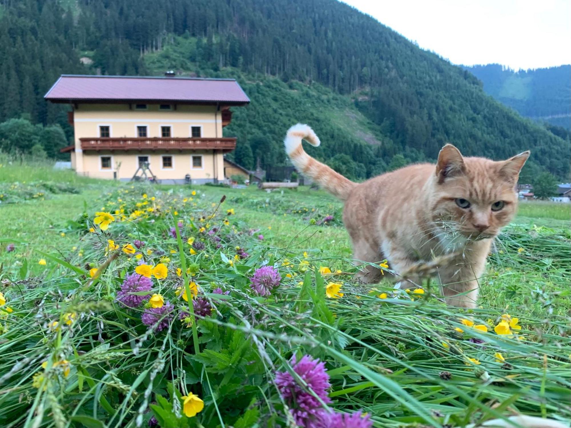 Alpen Appartements Oberlehengut Werfenweng Bagian luar foto